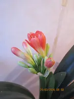 7.4 Blüte 25.03.26.webp