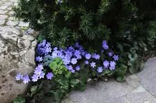 Leberblümchen 0126.webp