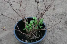 Edelgeranie Neuaustrieb 20250618.webp Edelgeranie Neuaustrieb 20250618.webp