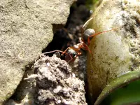 Blutrote Raubameise (Formica sanguinea).webp Blutrote Raubameise (Formica sanguinea).webp