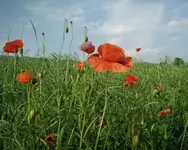 Äü7fc33e.webp
