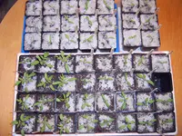Tomaten 27.03 (1).webp
