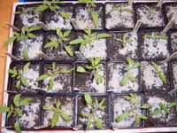 Tomaten 27.03 (2).webp