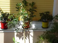 Orangerie.webp