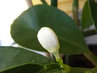 Calamondin.webp