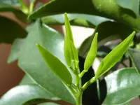 Kumquat.webp