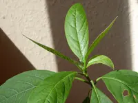 Avocado.webp