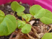 Fuchsia procumbens.webp