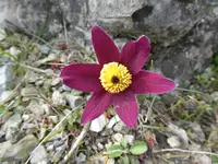 P1000625.webp