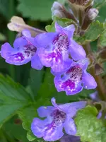 IMG_5136(1).webp