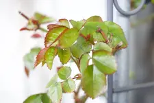 rose_austrieb.webp