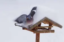 ftwttbwrbMrz26.webp