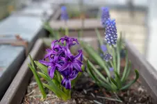 fruehlingsblueher.webp