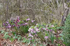 Frühling          2626.webp