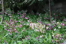 Frühling          2726.webp