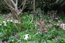 Frühling          2826.webp