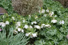 Frühling          2926.webp