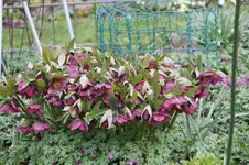 Frühling          3026.webp