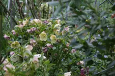 Frühling          3126.webp