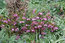 Frühling          3226.webp