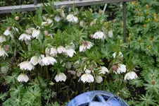 Frühling          3426.webp
