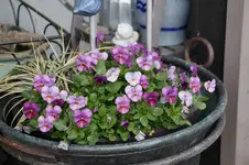 Frühling          3526.webp