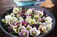 Helleborus      0324.webp