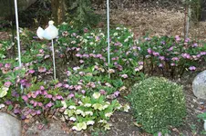 Helleborus 0719.webp