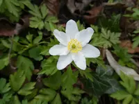 P1000540.webp