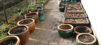 Tomatenlager 0126.webp