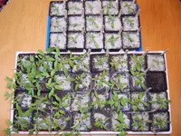 Tomaten 02.04 (1).webp