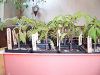 Tomaten 02.04 (2).webp