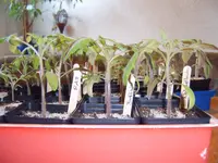 Tomaten 02.04 (3).webp