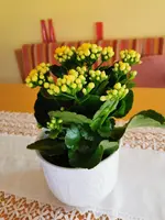 IMG_20260403_080233.webp