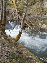 IMG_20260403_140355_1.webp