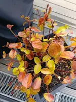 IMG_20260405_131114.webp