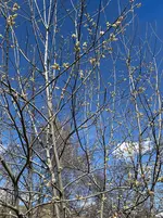 IMG_5293.webp