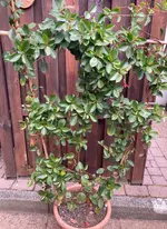 Dipladenia*26-04-05.webp