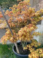 IMG_0568.webp