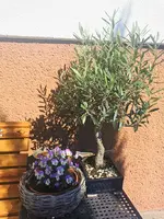 IMG_20260405_094311.webp