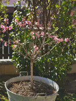 IMG_20260405_094701.webp