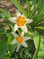 IMG_20260323_130106.webp