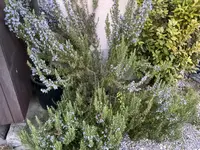 IMG_2318.webp IMG_2318.webp