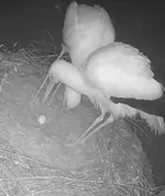 Screenshot_20260406_230256_Samsung Internet.webp