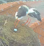 Screenshot_20260407_065453_Samsung Internet.webp