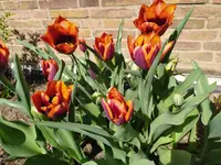 IMG_20260407_123221.webp