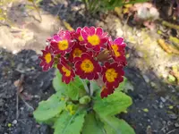 IMG_20260407_123108.webp