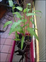 c040.webp