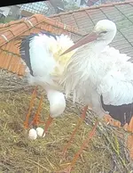 Screenshot_20260410_092612_Chrome.webp