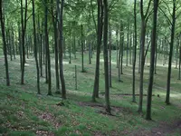 S-Kulla9.webp